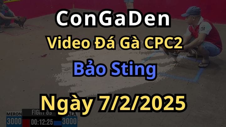 1 Mình Bảo Sting Cân Cả Bồ C2 Ngày 7/2/2025